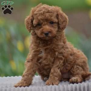 Trina, Toy Poodle Puppy